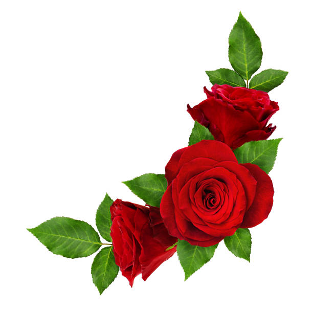 istock Red rose flowers in corner arrangement 802799070