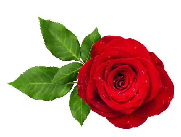 Red rose flower rosette with leaves isolated on white. Top view.