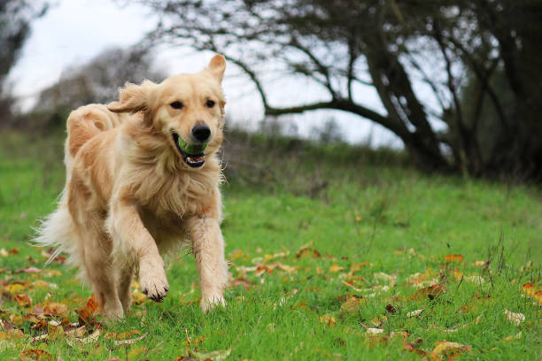 Golden Retriever Dog Running In A Field With A Ball In Her Mouth Dog Running Towards the Camera With A Tennis Ball In Her Mouth dog retrieving running playing stock pictures, royalty-free photos & images