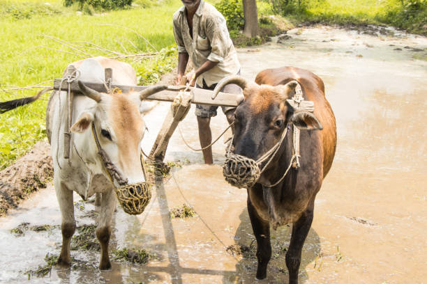 istock Image of a farmer ploughing the paddy field 802821942