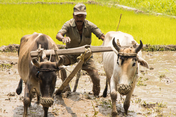 istock Image of a farmer ploughing the paddy field 802822072