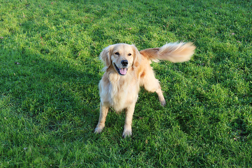 Perro Golden Retriever en un campo que mueve su cola photo