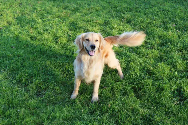 Photo of Golden Retriever Dog Standing In A Field Wagging Her Tail