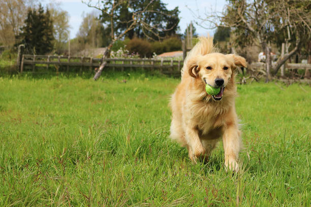 золотой ретривер работает в поле с мячом во рту - field dog retriever green стоковые фото и изображения