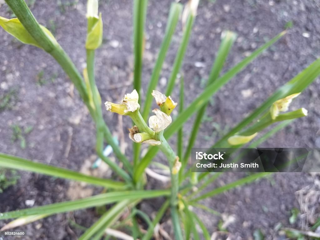 lily flower eaten by deer lily flowers and stems nibbled on and eaten by deer Chewed Stock Photo