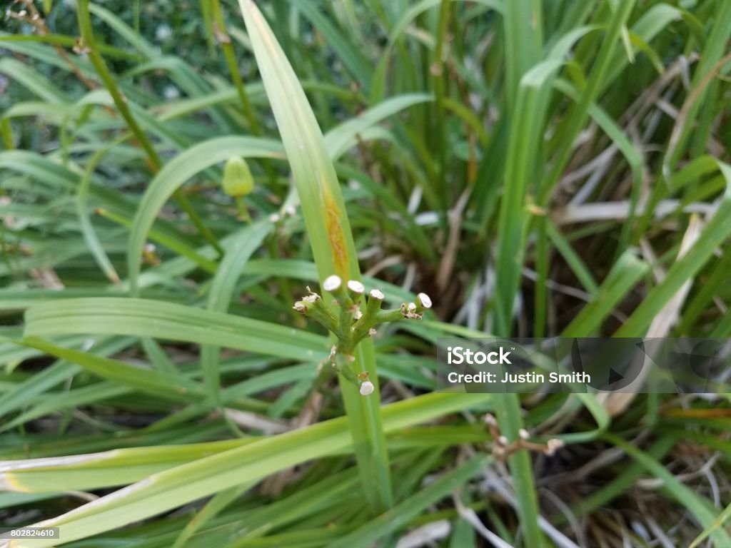 lily flower eaten by deer lily flowers and stems nibbled on and eaten by deer Chewed Stock Photo