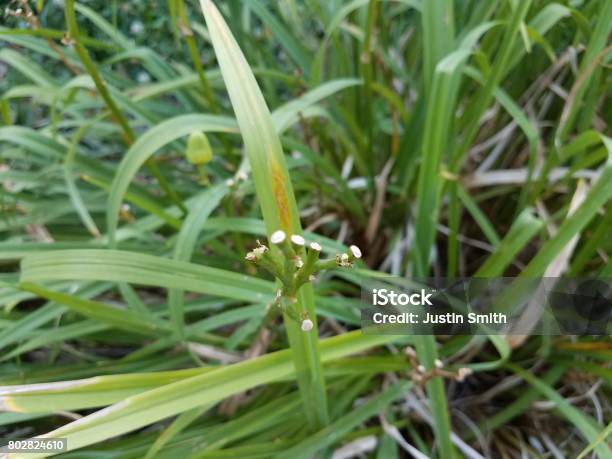 Lily Flower Eaten By Deer Stock Photo - Download Image Now - Chewed, Day Lily, Eaten