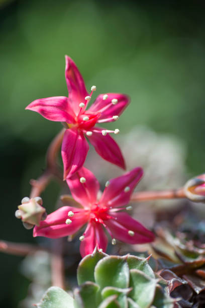 istock Pink Echeveria Flower 802829968