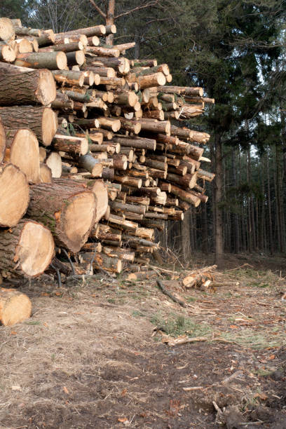 istock Canadian Lumber Background 802829972