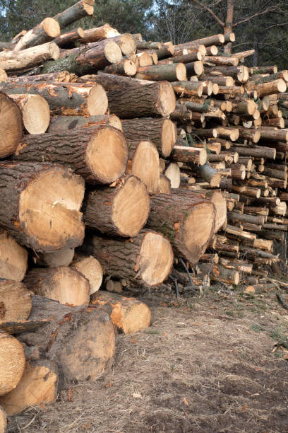 istock Canadian Lumber Background 802832750