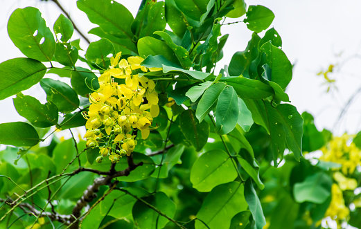 flower,yellow,tree,nature