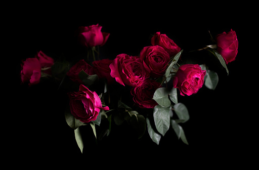 Several Darcey fuchsia garden roses in a cluster on a black background