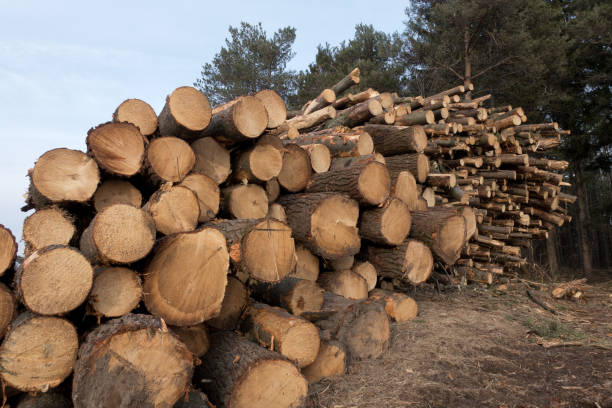 istock Canadian Lumber Stacked by Forest 802835548