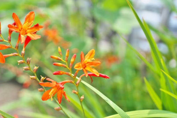 istock Crocosmia x crocosmiiflora 802838188