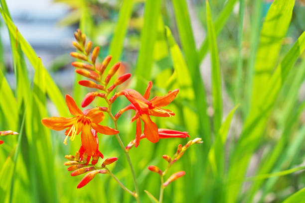istock Crocosmia x crocosmiiflora 802838194