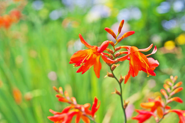 istock Crocosmia x crocosmiiflora 802838202