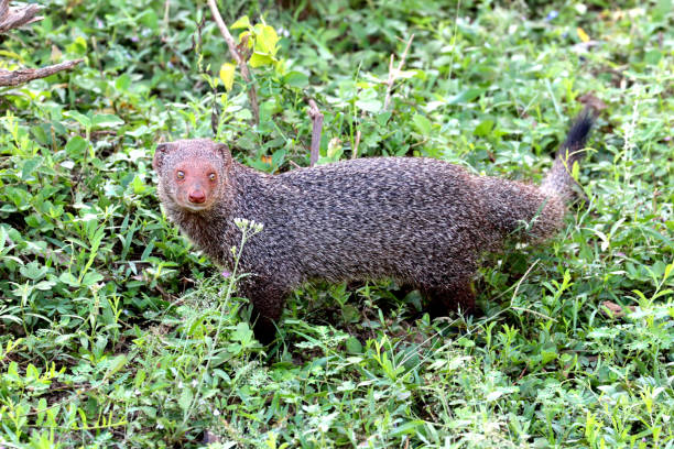 The dwarf mongoose (Helogale parvula) in Sri Lanka