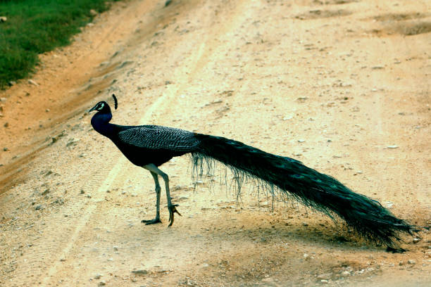 istock male peacock is waiting for female 802838356
