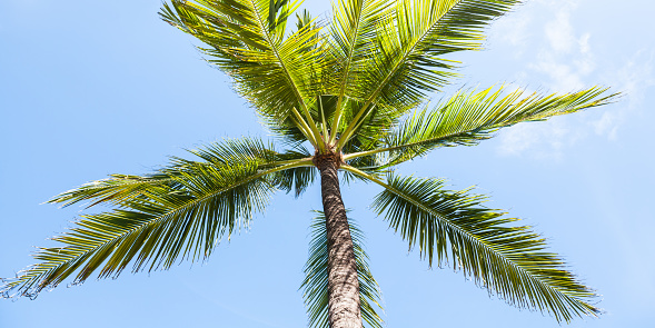 Palm tree in Bali