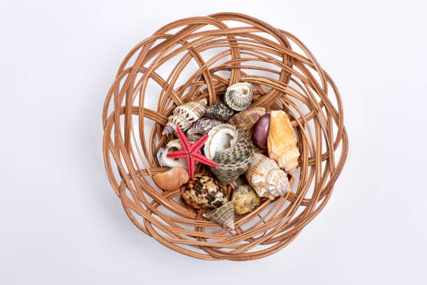 Collection of seashells in decorative basket. Ocean souvenirs in wooden container, top view.