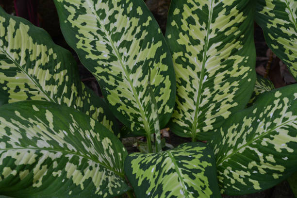 istock Dieffenbachia Houseplant,Dumb canes 802851464