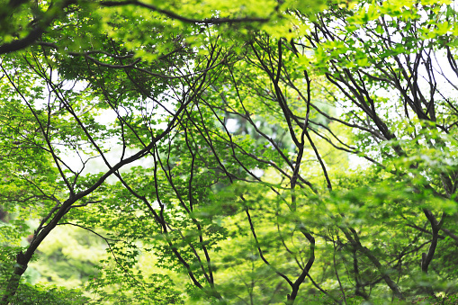 Lush green foliage in a public park