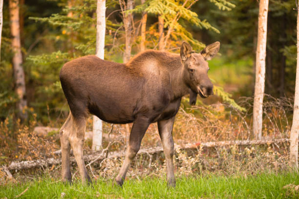 istock Newborn Moose Calf Feeding On Grass Alaska Wilderness 802857044