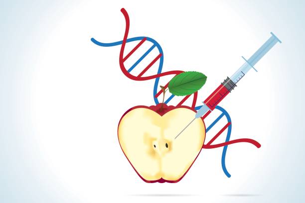 syringe with apple and dna molecule syringe with apple and dna molecule genetic modification change improvement science stock illustrations