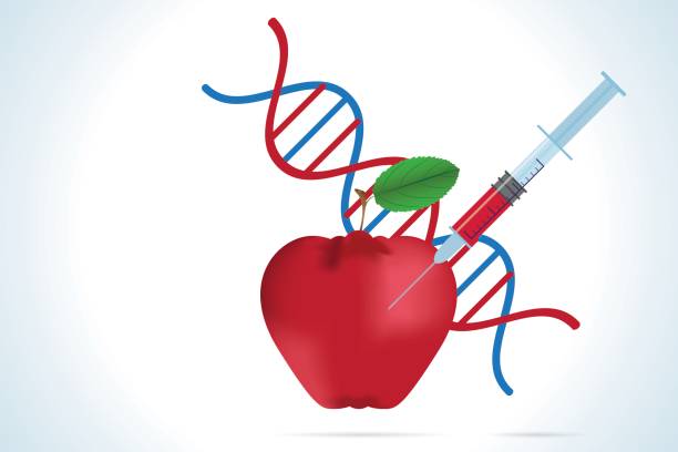 syringe with apple and dna molecule syringe with apple and dna molecule genetic modification change improvement science stock illustrations