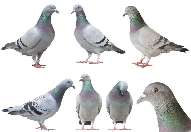 misto di piccione uccello isolato sfondo bianco - colombaccio foto e immagini stock