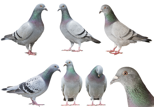 mixed of pigeon bird isolated white background