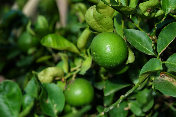 istock Close up lime fruit vegetable in the garden 802884346