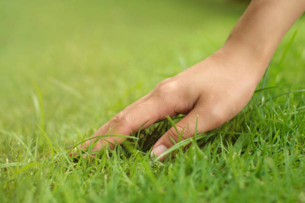 istock Woman hand touching on the grass 802888882