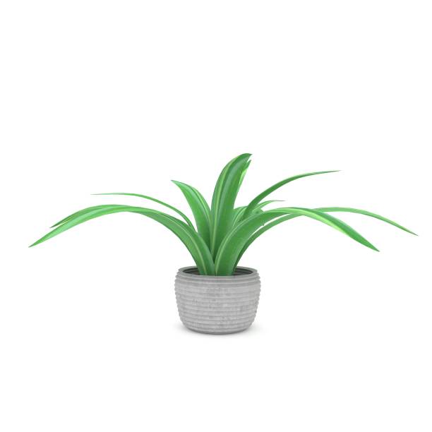 istock plant or houseplant in ceramic pot in 3D rendering 802893576
