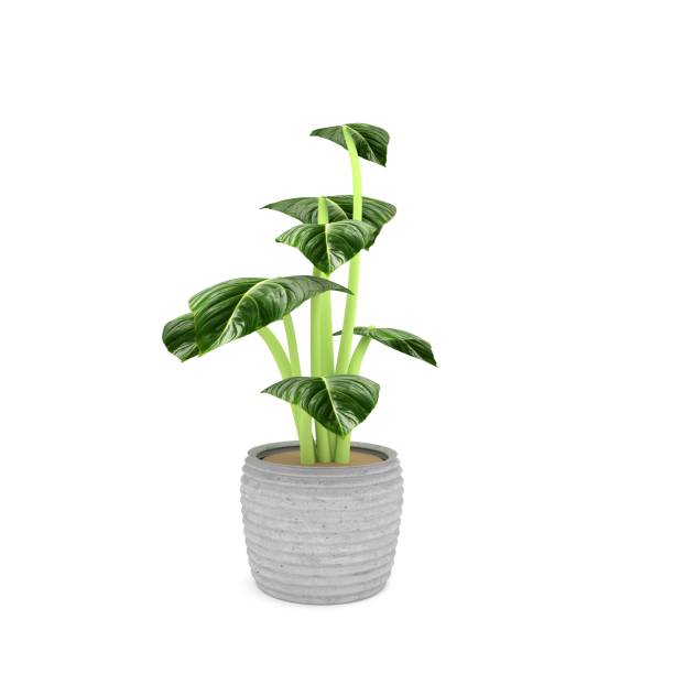 istock houseplant in green on isolated white in 3D rendering 802893580