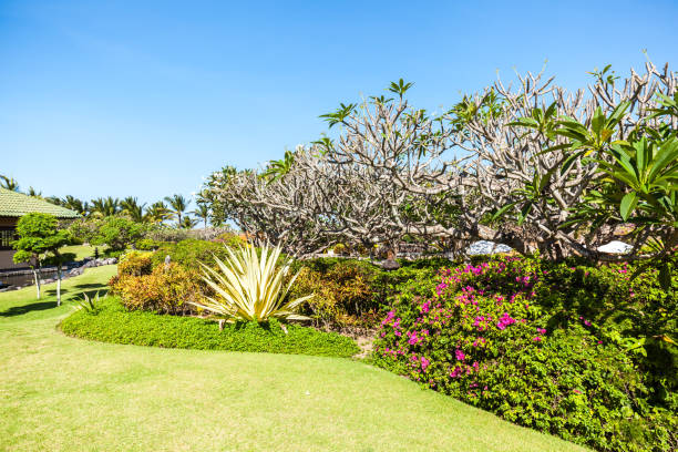 istock Gardening in Bali 802896074