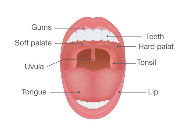 illustrazioni stock, clip art, cartoni animati e icone di tendenza di anatomia della bocca umana. - ugola