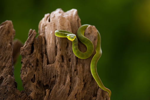 deadly green viper snake