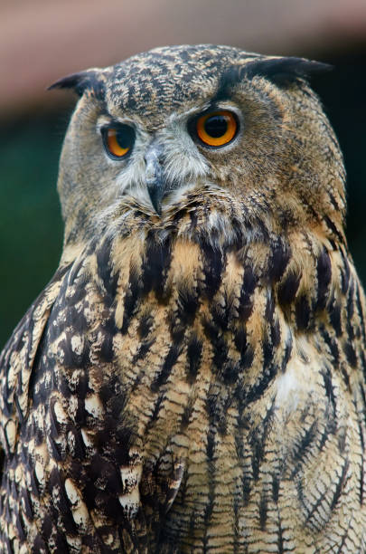 istock Portrait of Eurasian Eagle Owl (Bubo bubo) close up. 802907034