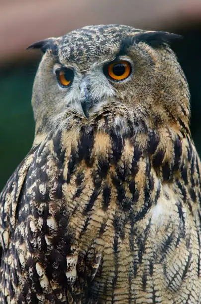 Portrait of Eurasian Eagle Owl (Bubo bubo) close up.