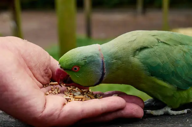 Portrait of rose ringed parakeet (Psittacula krameri)when he is eating from hands, close up.