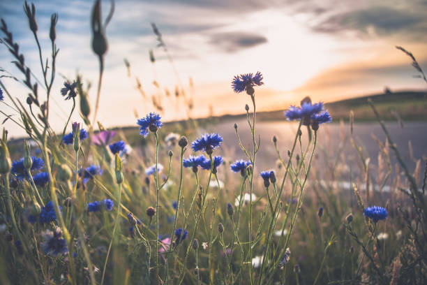 Atmospheric field flowers at the end of spring during a warm summer evening. The sun gives a beautiful beam of light along the cornflowers with white and blue colors