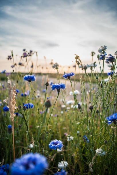 blühende wilde mohn, kornblume und kamille auf der wiese im sommer - kornblume stock-fotos und bilder