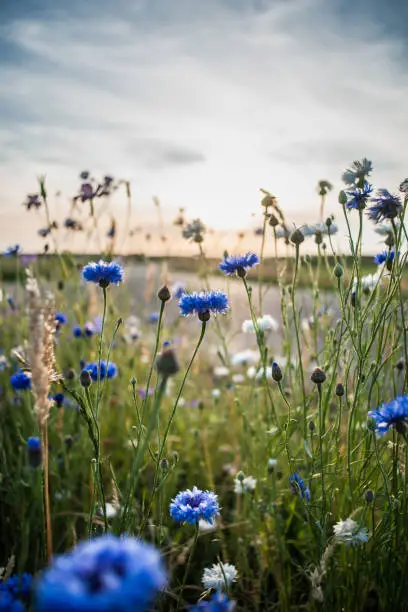 Atmospheric field flowers at the end of spring during a warm summer evening. The sun gives a beautiful beam of light along the cornflowers with white and blue colors