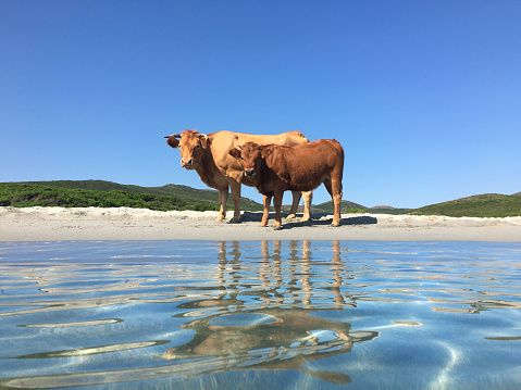 Cow on the beach in Corsica