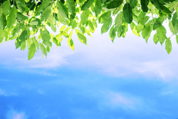 Green leaves and blue sky background