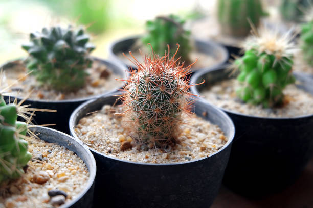 istock Opuntia cactus isolated on background 802944712