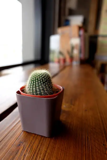 Photo of Opuntia cactus isolated on background