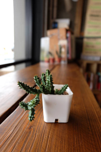 istock Opuntia cactus isolated on background 802944806