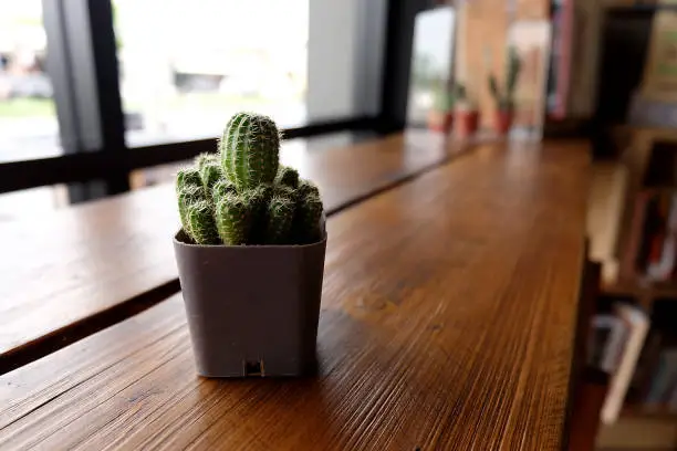 Photo of Opuntia cactus isolated on background